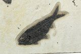 Multiple Fossil Fish (Knightia) Plate - Wyoming #233919-2